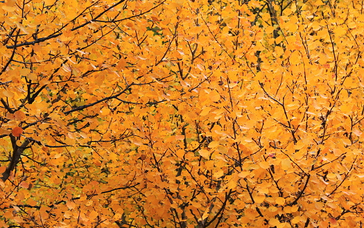 particular of tree in autumn, yellow leaves