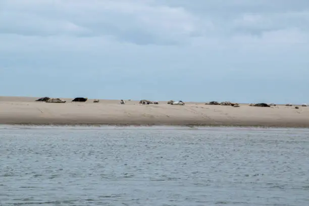 Seals on a sandbank in front of the North Sea island Borkum