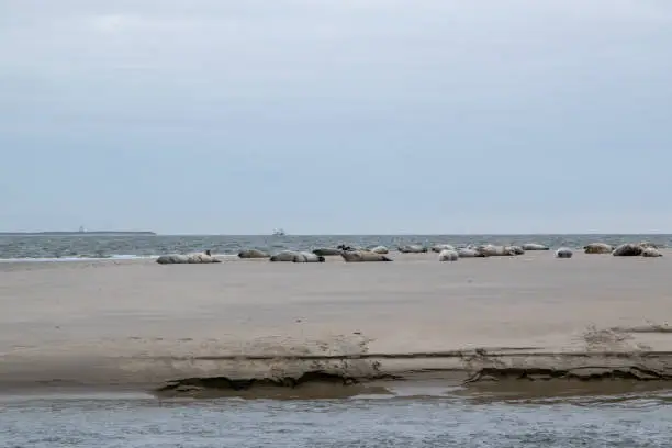 Seals on a sandbank in front of the North Sea island Borkum