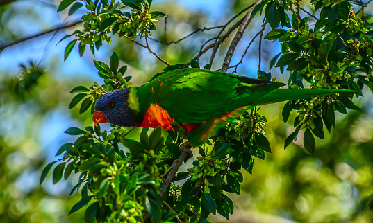 The rainbow lorikeet (Trichoglossus moluccanus) is a species of parrots native to Australia.