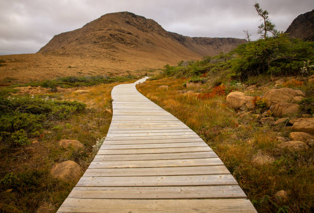 istock wooden trail in Gros Morne national park 1358817849