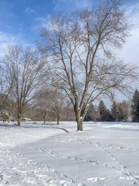 istock William Granger Greenway and Boyd Conservation Park in winter, Vaughan, Canada 1358818278