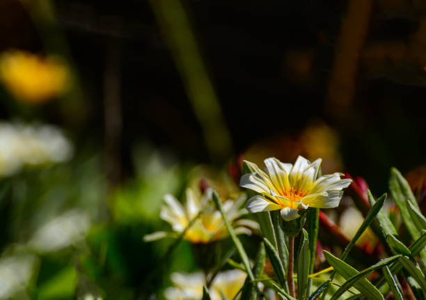 Уход за гацанией