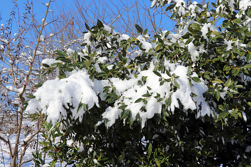 Cherry laurel hedge (Kirschlorbeer, Prunus laurocerasus) covered in snow.