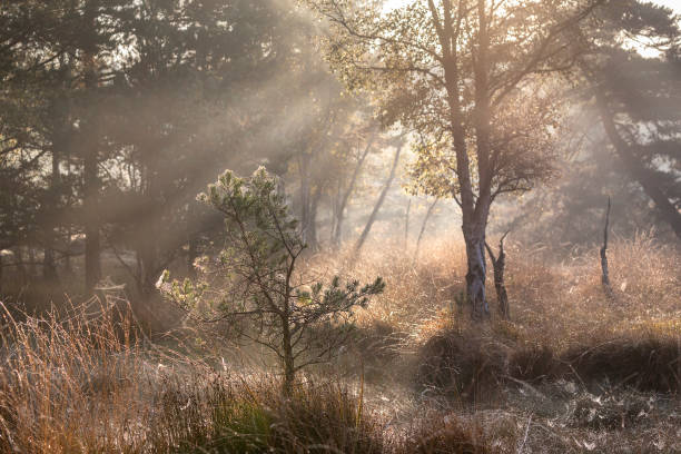 istock morning sun beams in autumn moor 1358821229