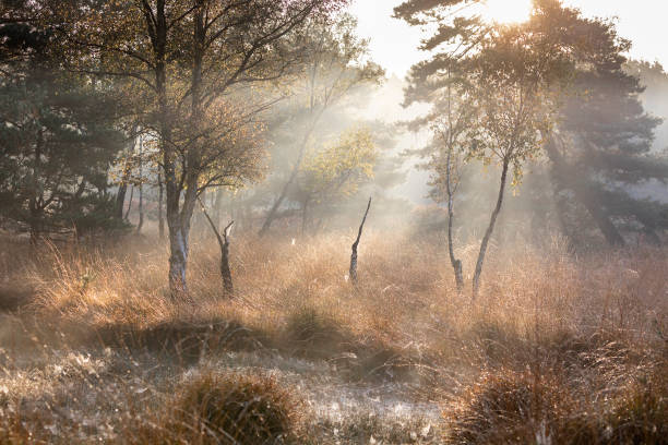 istock foggy sunrise on forest swamp 1358821279