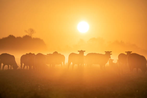 istock sheep herd silhouettes at sunrise 1358821713
