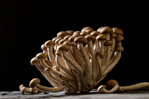 istock bunch of mushrooms on black background 1358821715
