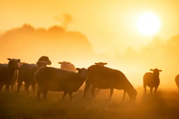 sheep herd grazing on pasture at sunrise in fog
