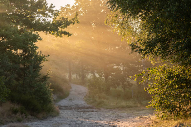 istock morning sunbeams over path in forest 1358821924