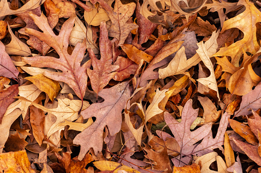 Autumn leaves on the ground for a cool Fall background