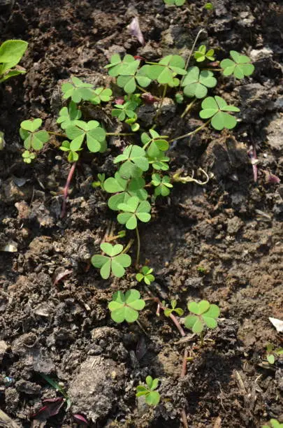 Photo of Oxalis stricta, called the common yellow woodsorrel, common yellow oxalis, upright yellow-sorrel,lemon clover, or more  ambiguously and informally sourgrass or pickle plant. Herb, weeds.