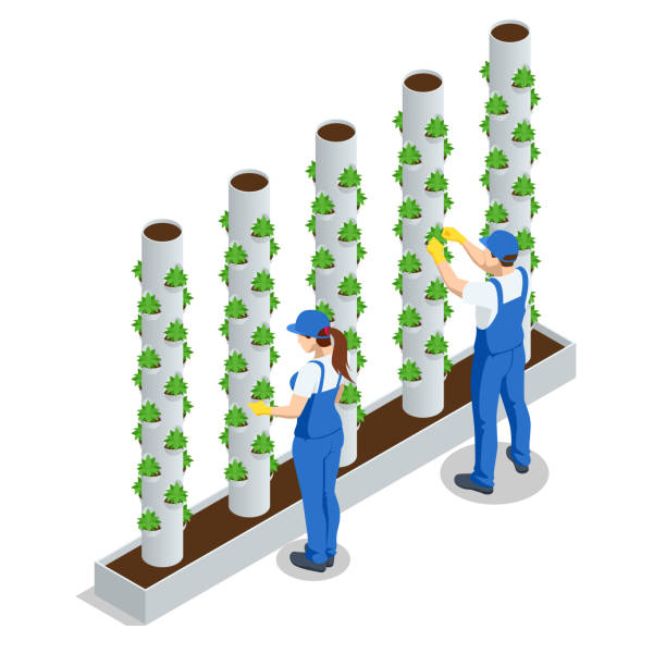 ilustrações de stock, clip art, desenhos animados e ícones de isometric vegetable hydroponic system, modern greenhouse smart plant beds, gardeners, hydroponic and aeroponic systems. organic agriculture in the greenhouse for health food - greenhouse industry tomato agriculture