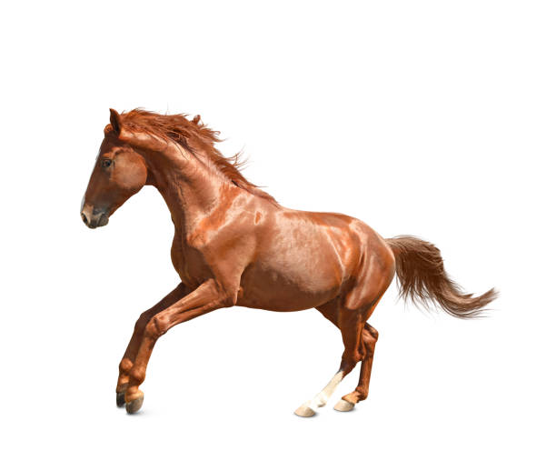 istock Chestnut horse jumping on white background. Beautiful pet 1358827663