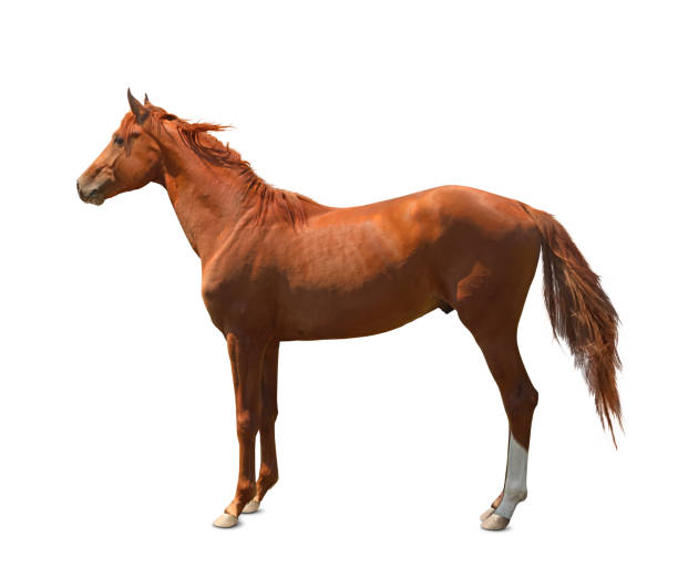 istock Chestnut horse standing on white background. Beautiful pet 1358827833