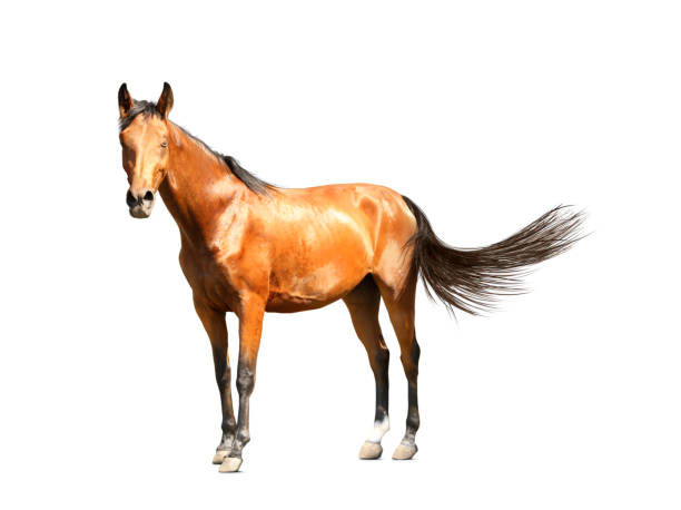 istock Bay horse walking on white background. Beautiful pet 1358827905