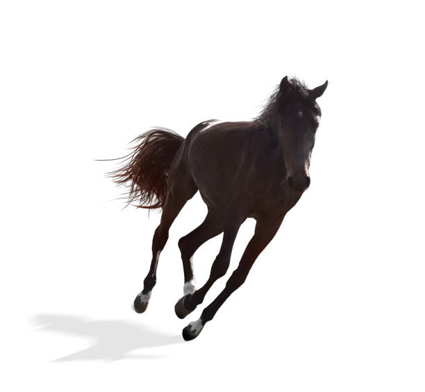 istock Dark bay horse running on white background. Beautiful pet 1358827909