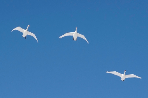 Flock of Swans flying in the sky