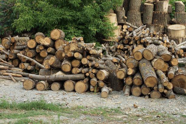 istock a pile of large brown pine logs 1358828887