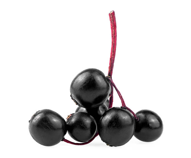 istock Twig with elderberries isolated on a white background, front view. Cluster elderberry. Sambucus. 1358828893