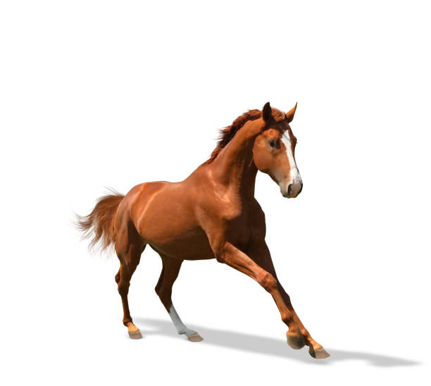 istock Chestnut horse running on white background. Beautiful pet 1358829261