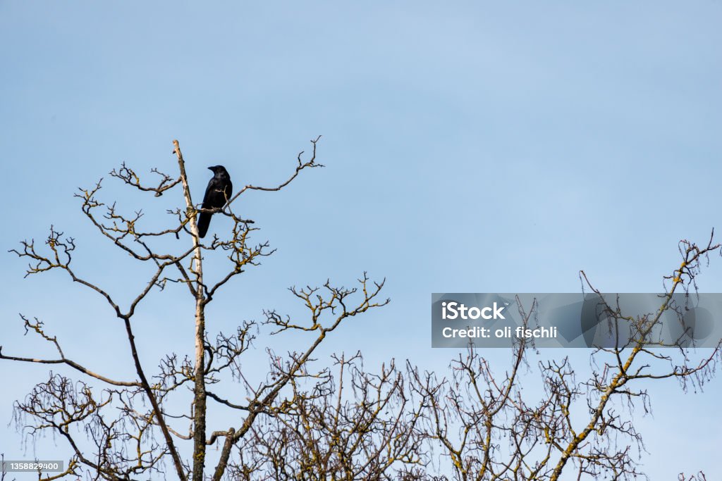 Crow sitting on branch Color Image Stock Photo