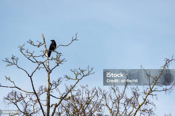 Crow Sitting On Branch Stock Photo - Download Image Now - Color Image, Horizontal, No People