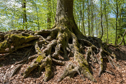 Large gnarled roots of a beech tree in the forest