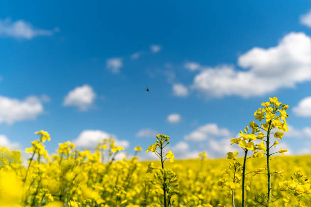 Yellow Rabsfeld against a blue sky