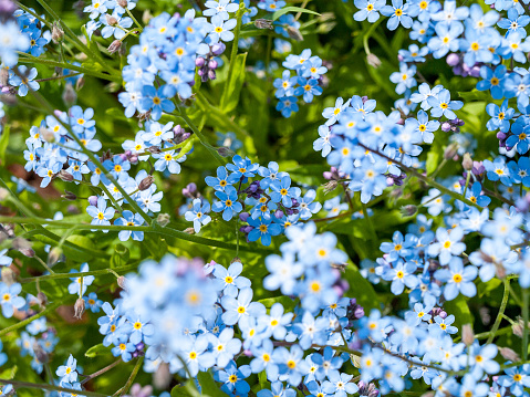 Forget-me-not, mouse ear, a genus of herbaceous plants of the Borage family, Boraginaceae, some species are cultivated as beautiful-flowering garden plants