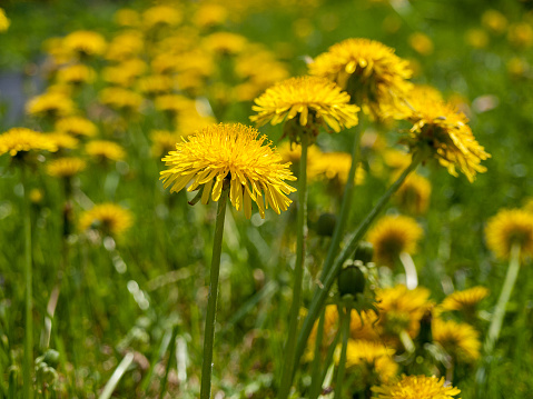 yellow flowers dandelions in a field, spring summer sunny mood, close-up of a field of dandelions on the background