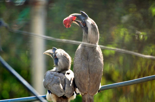 Bird-Grey Horn Bill (pair) Male Grey Horn Bill with tree fruit for female to lure her for pairing in urban area. hornbill stock pictures, royalty-free photos & images