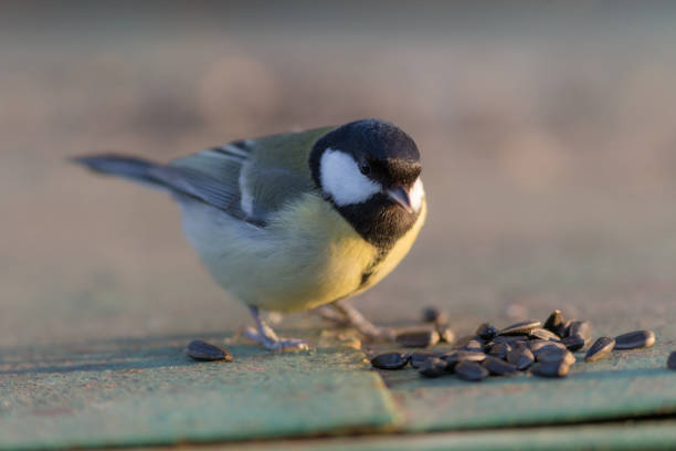 istock portrait of a tit 1358831876