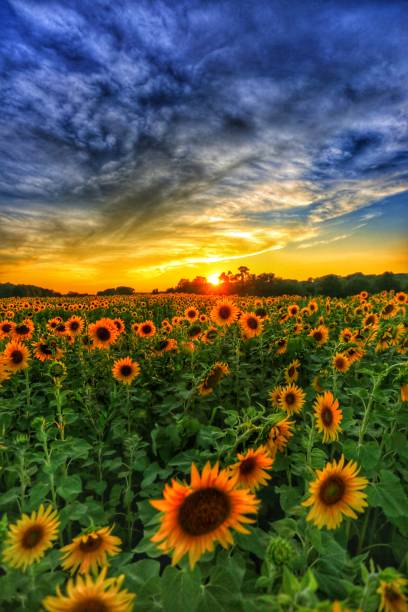 champs de tournesol pour toujours - sunflower field scenics landscape photos et images de collection