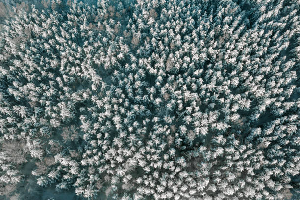 istock Drone view frozen snowy forest at sunny winter day 1358833942