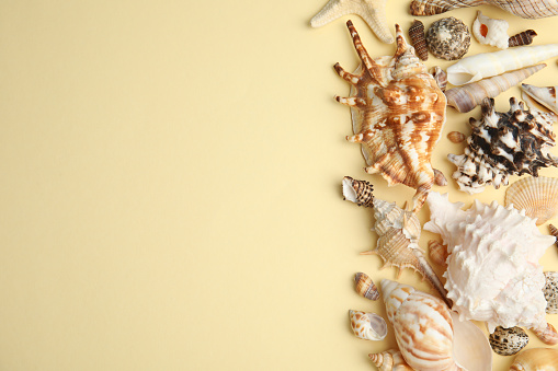 Different beautiful sea shells on yellow background, flat lay. Space for text