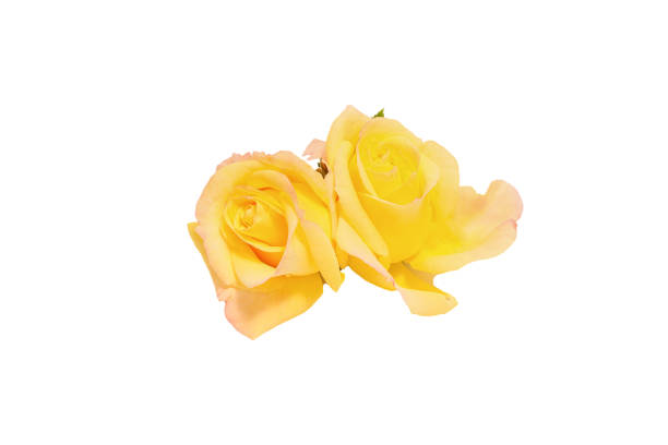 istock bouquet of roses in a white background 1358837038