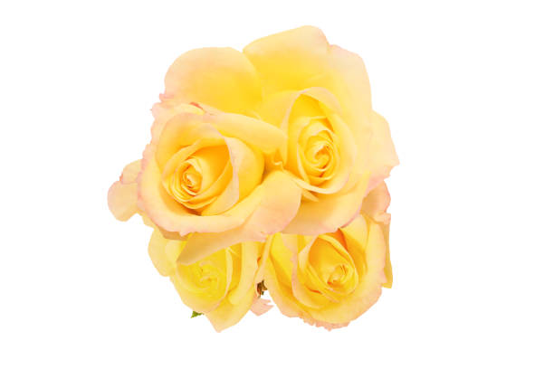 istock bouquet of roses in a white background 1358837046