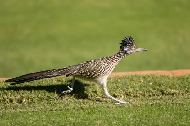 a roadrunner posing in Arizona