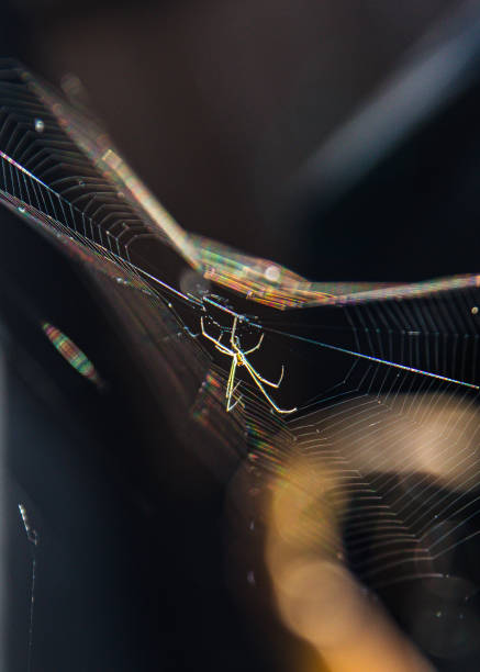 istock Green and yellow spider making its web on a sunny afternoon. 1358838045