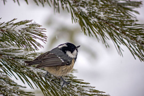 istock Close up of a bird on a pine tree branch 1358839956