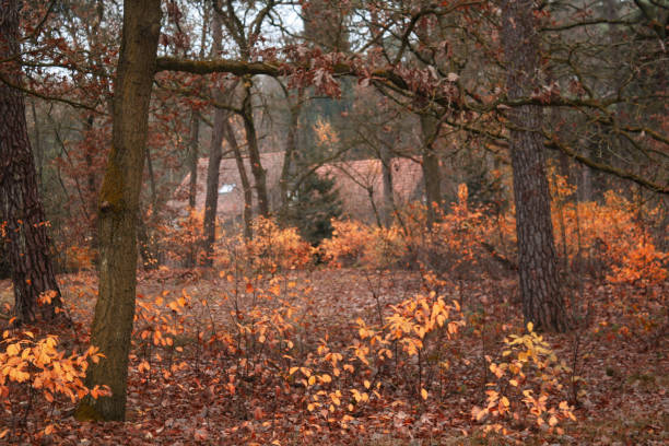 casa de outono - deciduous tree autumn canada house - fotografias e filmes do acervo