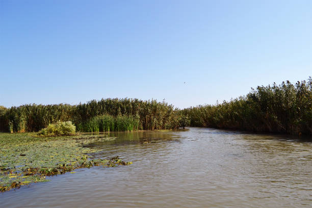 istock In the Danube Delta, on the Danube canals, carpets stretched by water lilies. 1358841272