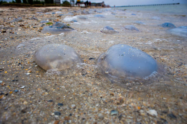 istock Dead jellyfish lie on the seashore on the sand 1358841950