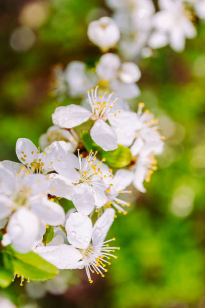 istock Blooming fruit tree. White flowers with raindrops on a bright blurred background with bokeh. Selective focus. 1358842843