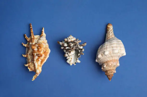 Photo of Different beautiful sea shells on blue background, flat lay