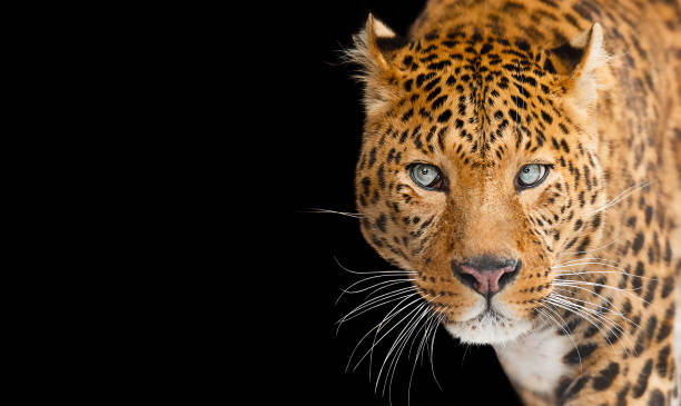 istock Portrait of a leopard with blue eyes, isolated on black background 1358844809