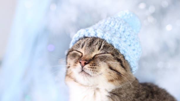 lindo gatito gris con un sombrero azul sobre un suave fondo azul de árbol de navidad. feliz año nuevo. gato de cerca. hermosa gata con ojos verdes posando sobre un fondo de luces navideñas. invierno.vacaciones - christmas window santa claus lighting equipment fotografías e imágenes de stock