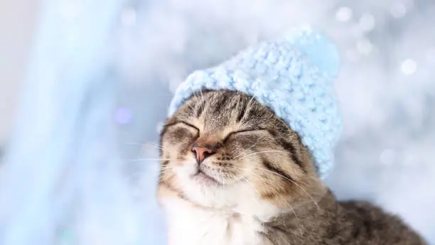 Photo of Cute little gray kitten in a blue hat on a gentle blue Christmas tree background. Happy New Year. Cat close up. Beautiful Cat with green eyes posing on a background of Christmas lights. Winter.Holiday