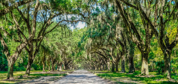istock Avenue of Oaks in Georgia 1358848257